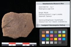 Foto (Objekt + Etikett) von Widdringtonia ungeri Endl. (NHMW-GEO-2024-0188-0142)